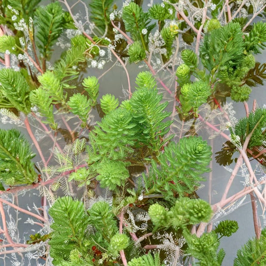 Parrot's Feather – Myriophyllum aquaticum Live Pond Plant | XL Rooted Bunch | Oxygenating Water Garden Plant | Easy to Grow