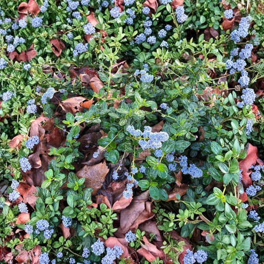 Organic California Lilac (Ceanothus horizontalis) Cuttings | 15+ Live Unrooted Cuttings | 6 Inches Long | Blue Flowering Shrub | Pollinator Friendly