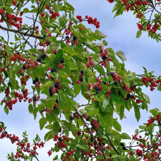 Dwarf Everbearing Mulberry Live Starter Plant – Morus ‘Dwarf Everbearing’ | 4–8 Inch Plant | No Pot | Compact Fruit Tree | Sweet Mulberries | Container Friendly