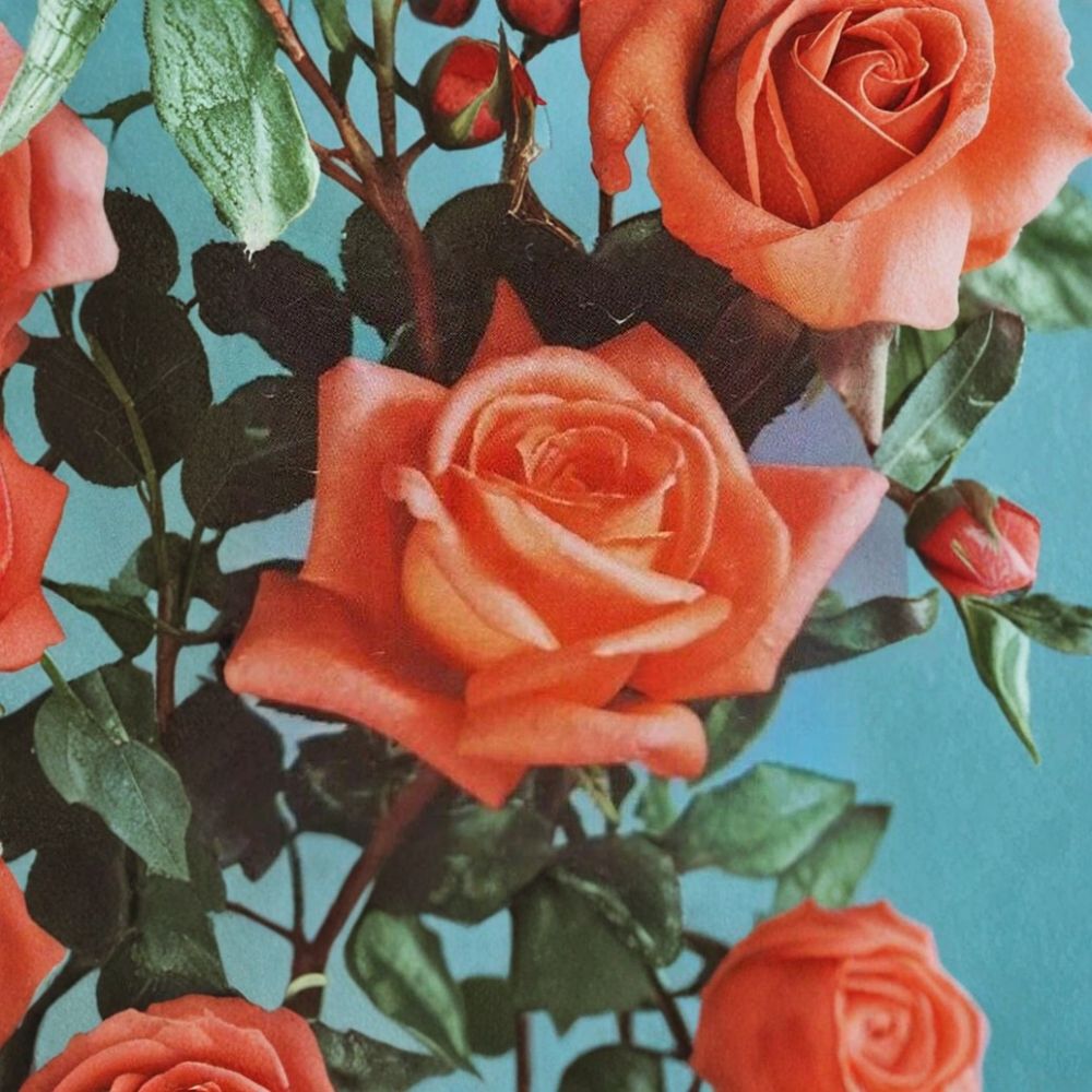 Shreveport Hybrid Tea Rose – 3 Gallon Live Bush Plant | Orange Blooms | Includes Root Ball Wrapping | Elegant Flowering Shrub | Easy to Grow