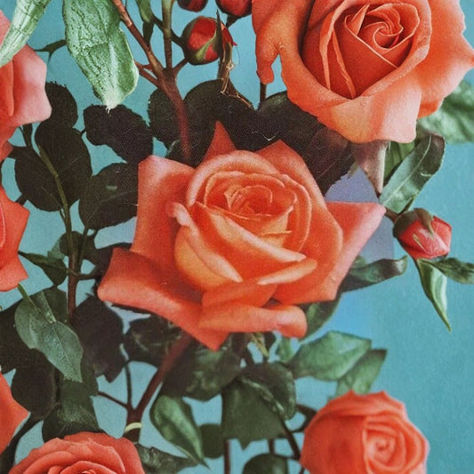 Shreveport Hybrid Tea Rose – 3 Gallon Live Bush Plant | Orange Blooms | Includes Root Ball Wrapping | Elegant Flowering Shrub | Easy to Grow