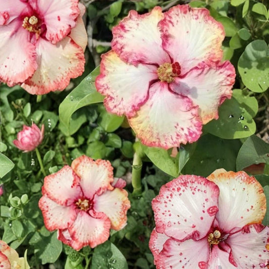 Hibiscus Cajun Color ‘Strawberry’ Live Plant – Tropical Hibiscus Starter | Blackberry Jam Blooms | 2" Cell | Ships With Soil