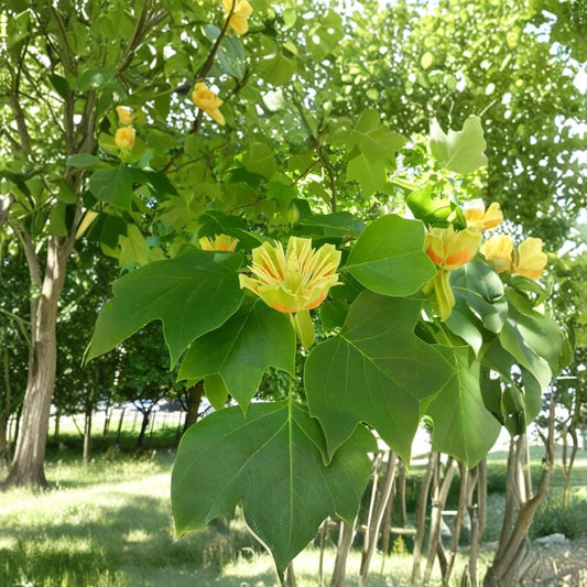 Tulip Tree Live Plant – 6–10 Inch Tall | 1 Quart Pot | Liriodendron tulipifera | Native Shade Tree | Fast Growing | USDA Zones 4–9