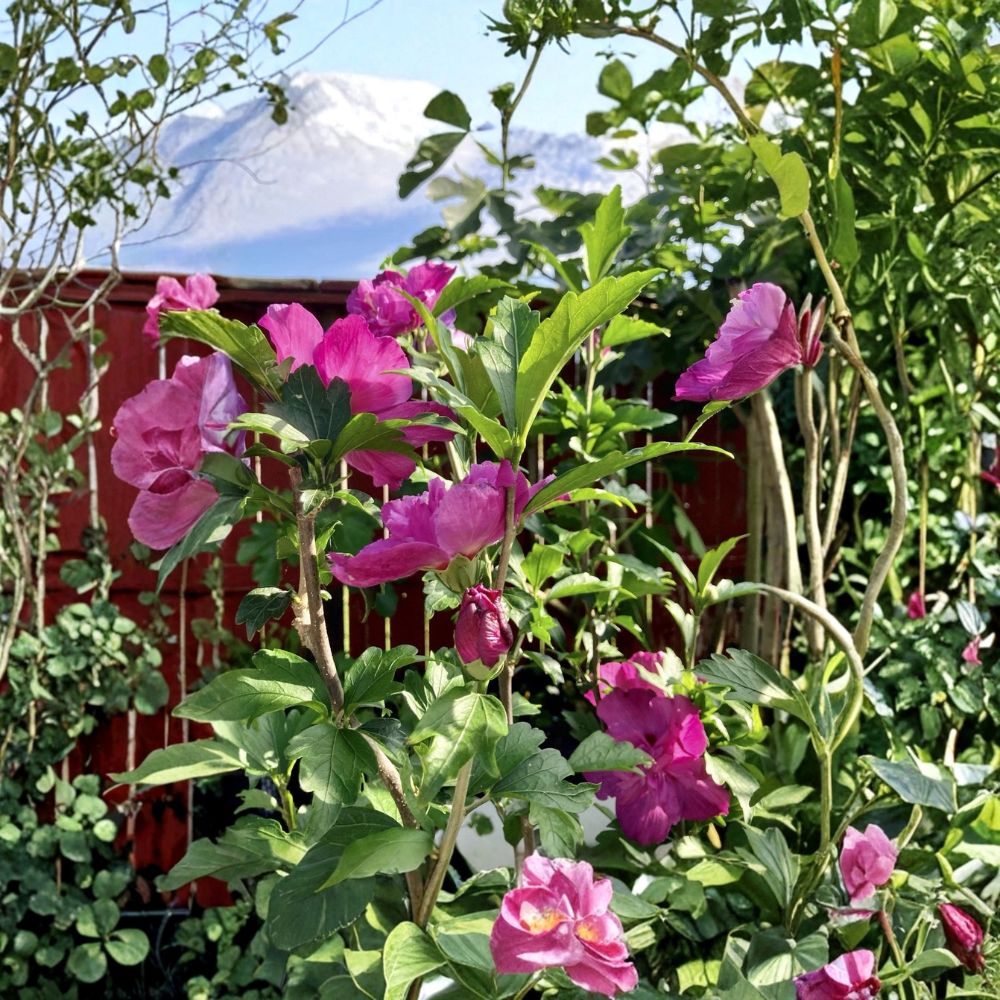 Double Magenta Rose of Sharon Live Plant – Hibiscus syriacus | 10 Inch Fully Rooted | 4 Inch Pot | Hardy Flowering Shrub | Zones 5–9