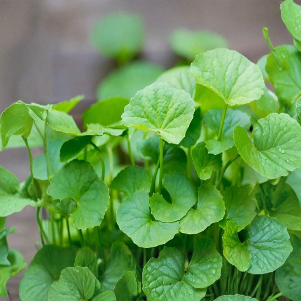 Pennywort Gotu Kola – Centella asiatica Live Bare Root Plants | 10 Live Roots | Rau Má | Tropical Ground Cover | Garden Starter
