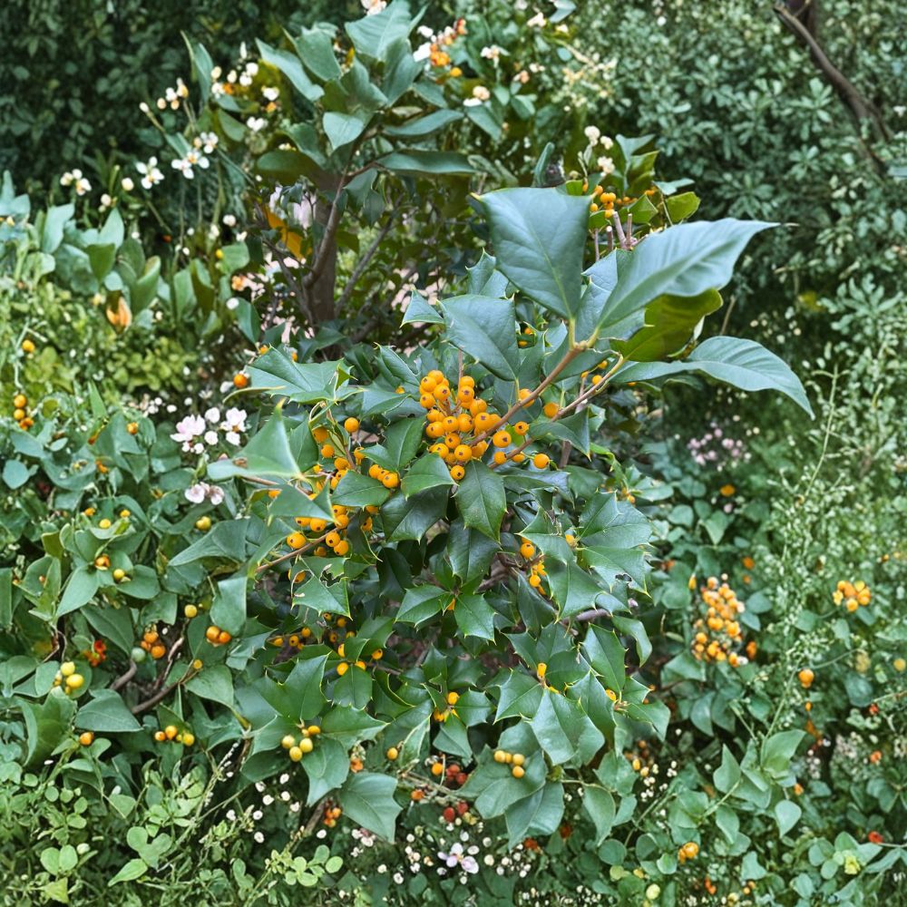 Longwood Gardens American Holly – Live Evergreen Tree | 8 Inch Tall Plant | Quart Pot | Ilex opaca Yellow Berry Holly
