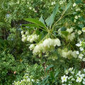 Enkianthus campanulatus 'Albiflorus' – Redvein Enkianthus Live Plant | 2 Gallon Pot | Elegant White Bell Flowers | Brilliant Fall Color | Woodland Garden Favorite