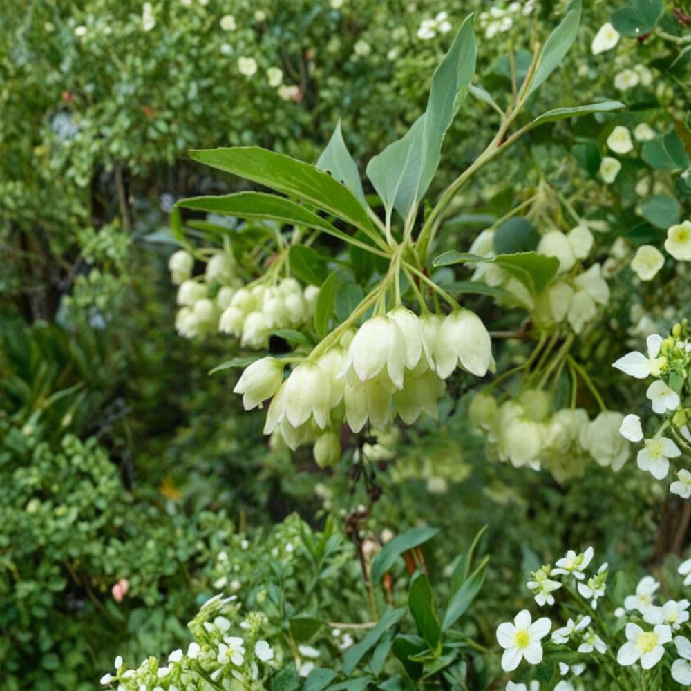 Enkianthus campanulatus 'Albiflorus' – Redvein Enkianthus Live Plant | 2 Gallon Pot | Elegant White Bell Flowers | Brilliant Fall Color | Woodland Garden Favorite