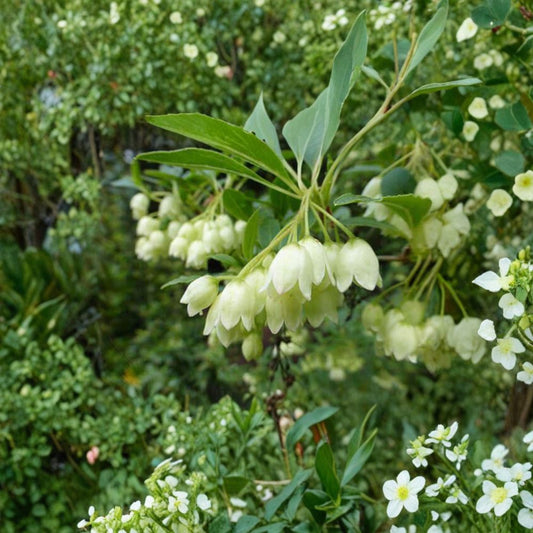 Enkianthus campanulatus 'Albiflorus' – Redvein Enkianthus Live Plant | 2 Gallon Pot | Elegant White Bell Flowers | Brilliant Fall Color | Woodland Garden Favorite