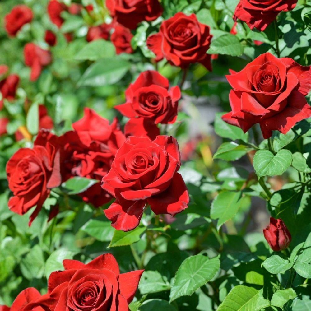 Don Juan Climbing Rose – Rosa 'Don Juan' Live Starter Plant | 4–6 Inches Tall | Red Climbing Rose | 4 Inch Nursery Pot | Bare Root Shipping