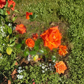 Marina Rose – Rosa Floribunda Live Rose Bush | 5 Gallon Size | Includes Healthy Root System | Garden & Landscape Friendly | Everblooming Salmon Orange Flowers