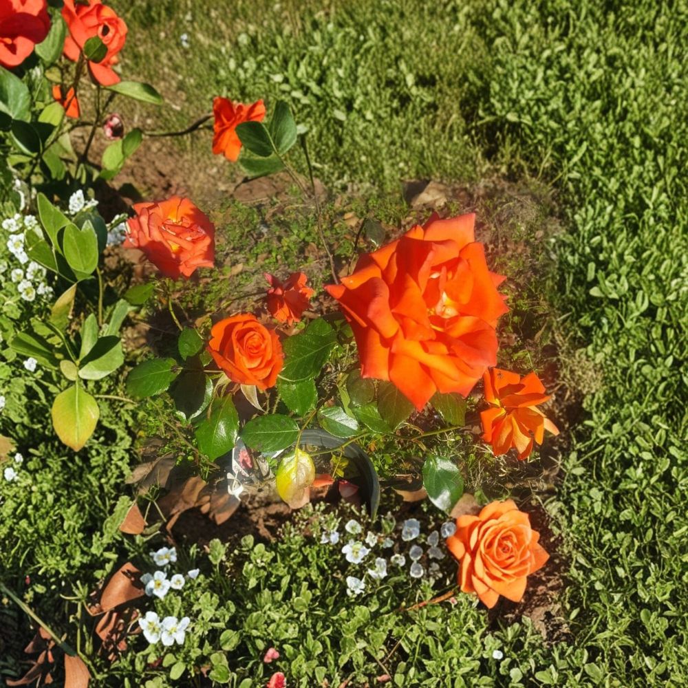 Marina Rose – Rosa Floribunda Live Rose Bush | 5 Gallon Size | Includes Healthy Root System | Garden & Landscape Friendly | Everblooming Salmon Orange Flowers