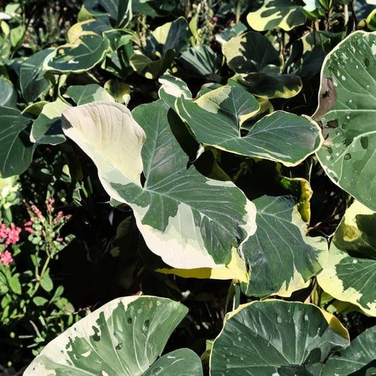 Xanthosoma ‘Mickey Mouse’ Live Plant – 4–6 Inch Starter | Tropical Foliage Plant | No Pot | Indoor, Patio & Shade Garden Friendly