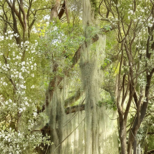 Fresh Florida Spanish Moss Live Air Plant – Tillandsia usneoides | 10 Gallon Bulk Lot | Natural Hanging Moss | Air Plant Filler & Spiller | Central Florida Grown