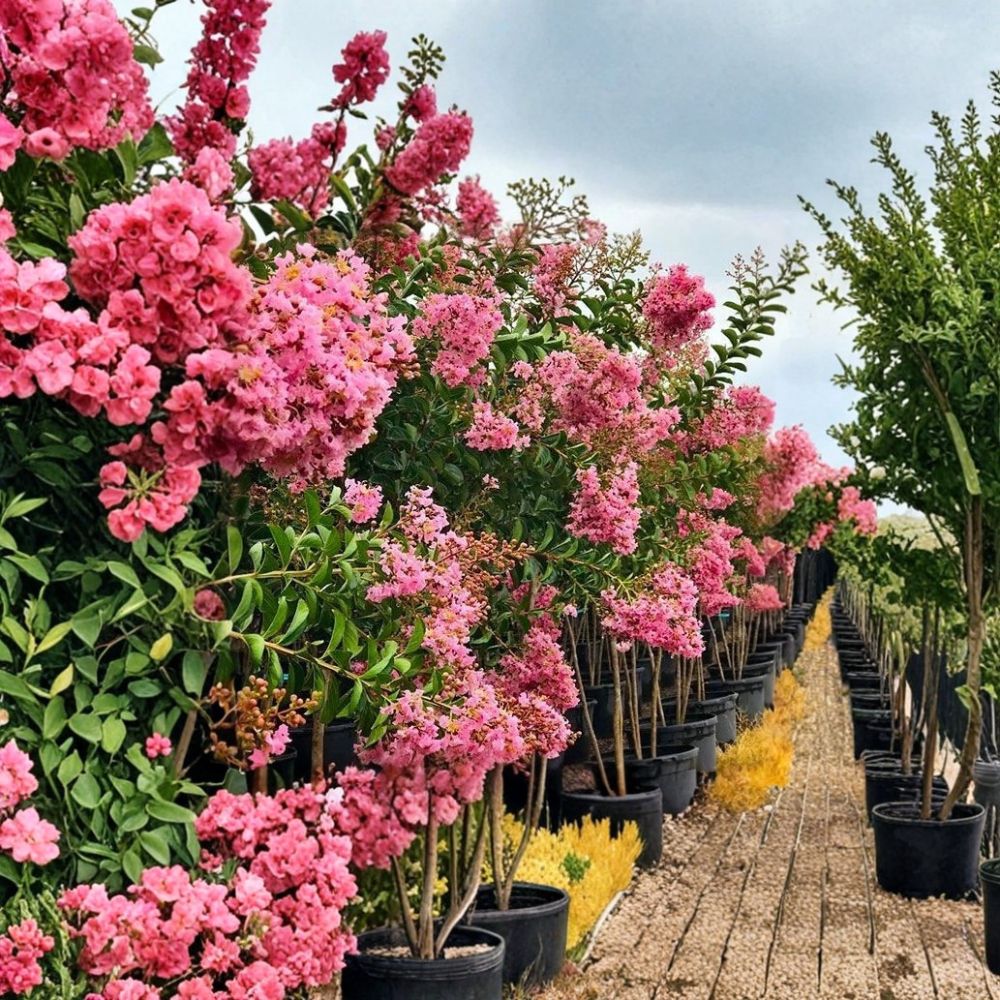 Sioux Pink Crape Myrtle – Lagerstroemia indica 'Sioux' Live Plant | 1 Quart Grow Bag | Pink Flowering Tree | Easy to Grow