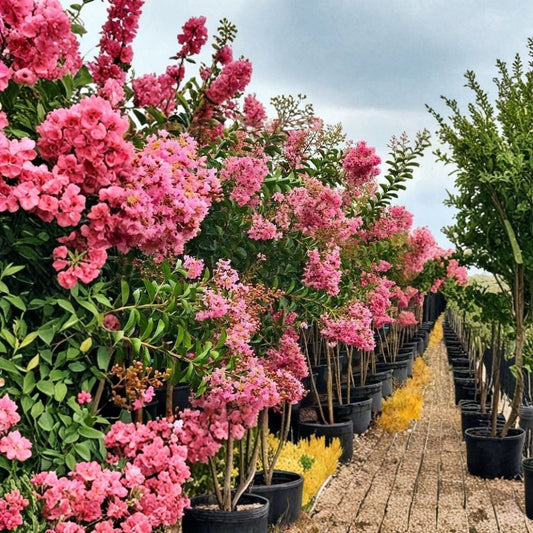 Sioux Pink Crape Myrtle – Lagerstroemia indica 'Sioux' Live Plant | 1 Quart Grow Bag | Pink Flowering Tree | Easy to Grow