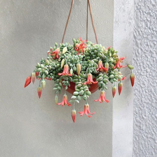 Cotyledon pendens Live Cuttings – 3 Unrooted Cuttings | Trailing Succulent | Rare Imported Succulent Plant | Bare Root | Easy Care Hanging Succulent | Collector Plant