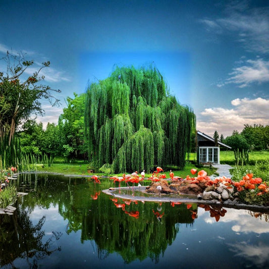 Weeping Willow Live Tree Cutting – Willow Tree Starter | Memorial Tree Gift | Graceful Weeping Canopy | Ornamental Landscape Tree