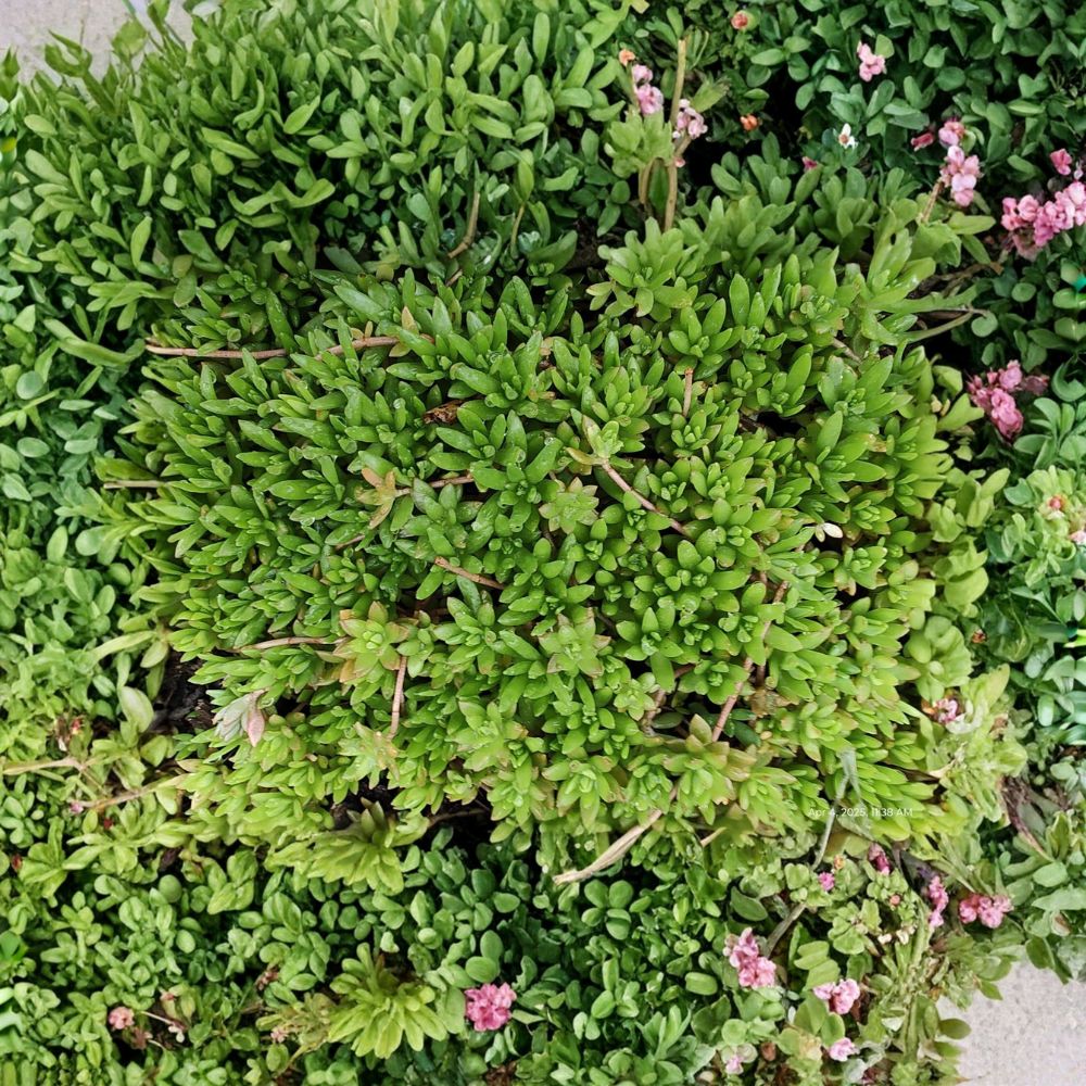 Sedum Sarmentosum – 70 Live Cuttings | Fast-Growing Creeping Stonecrop | Perennial Ground Cover | Drought-Tolerant Succulent