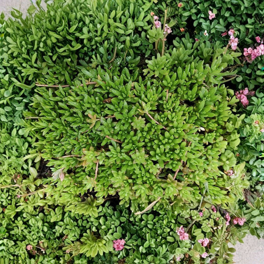 Sedum Sarmentosum – 70 Live Cuttings | Fast-Growing Creeping Stonecrop | Perennial Ground Cover | Drought-Tolerant Succulent