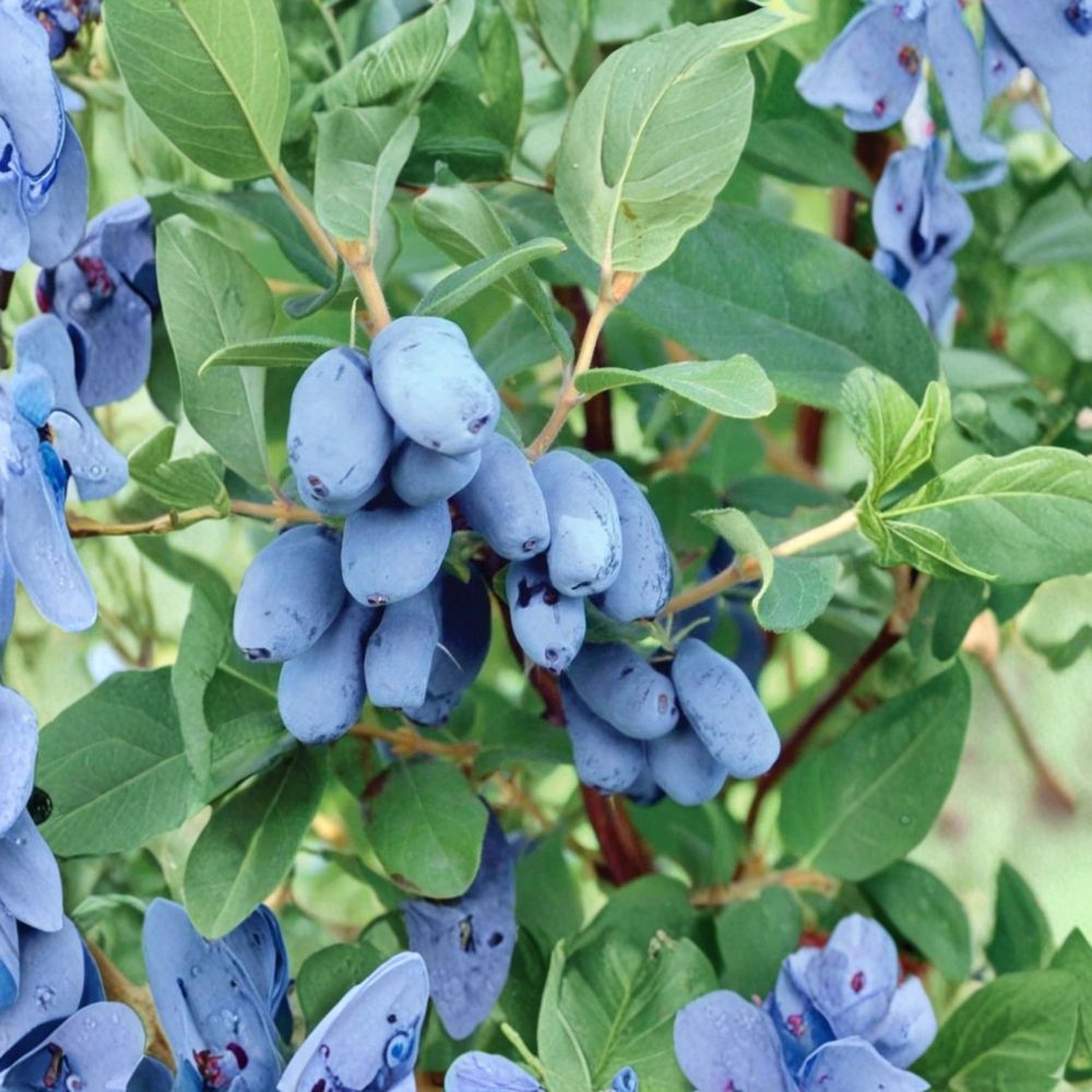 Boreal Beauty Honeyberry – Lonicera caerulea Live Plant | 2-Year-Old Gallon Size | Cold Hardy Haskap Berry Shrub