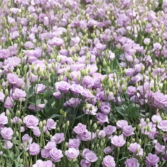 Lisianthus Rosita Lavender III Live Plant – 1–3 Inch Plug | Ruffled Lavender Flowers | Cut Flower Garden Plant | Annual Flower | Cottage Garden & Container Plant
