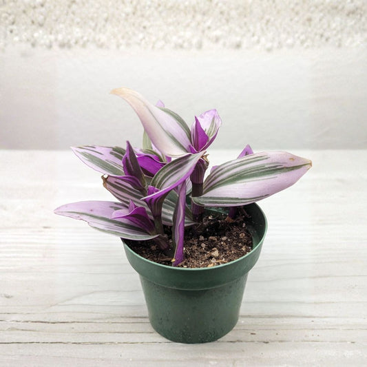 Tradescantia Nanouk – Live Pink Wandering Jew Plant | 4 Inch Pot | Pink Purple Green Striped Foliage | Trailing Houseplant | Easy Care Indoor Plant