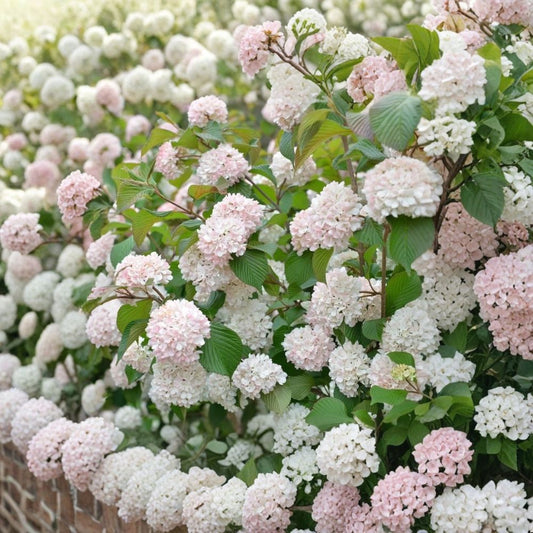 Rare Viburnum Live Plant – Viburnum Flowering Shrub | 6–12 Inch Starter | Fragrant Spring & Summer Blooms | Fall Berries | Zones 3–9