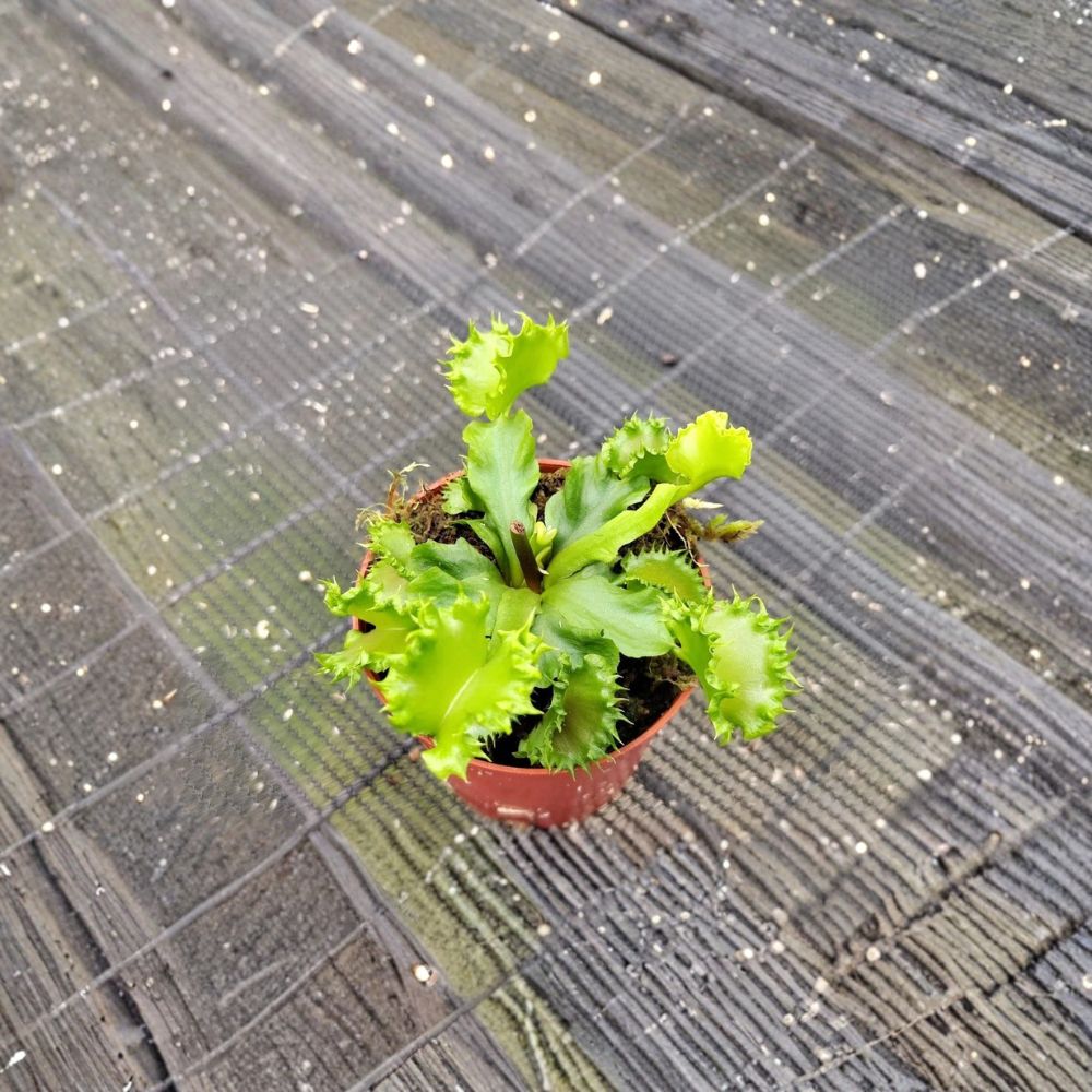 Chinese Dumpling Venus Fly Trap – Dionaea muscipula Live Plant | 2 Inch Nursery Pot | Rare Carnivorous Plant | Fully Rooted | Easy to Grow