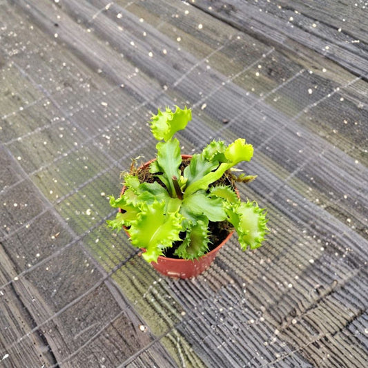 Chinese Dumpling Venus Fly Trap – Dionaea muscipula Live Plant | 2 Inch Nursery Pot | Rare Carnivorous Plant | Fully Rooted | Easy to Grow