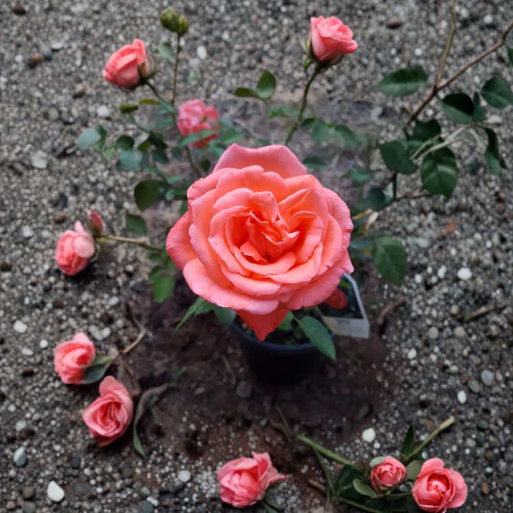 Tropicana Hybrid Tea Rose – 3 Gallon Live Bush Plant | Brilliant Orange Blooms | Includes Root Ball Wrapping | Fragrant Garden Rose | Easy to Grow