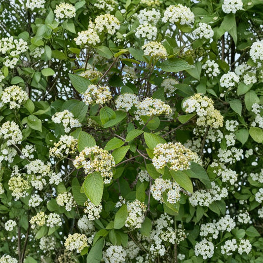 Mohican Viburnum – Live Flowering Shrub | 4 Inch Pot Plant | Viburnum lantana 'Mohican' | Multi-Season Landscape Plant