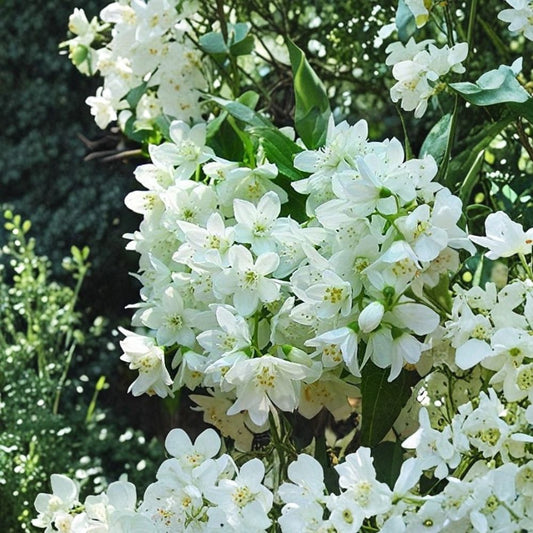 New Jersey Tea Plant – Live Ceanothus americanus | Native Flowering Shrub | Pollinator Plant | Fragrant White Blooms | Zones 4–8