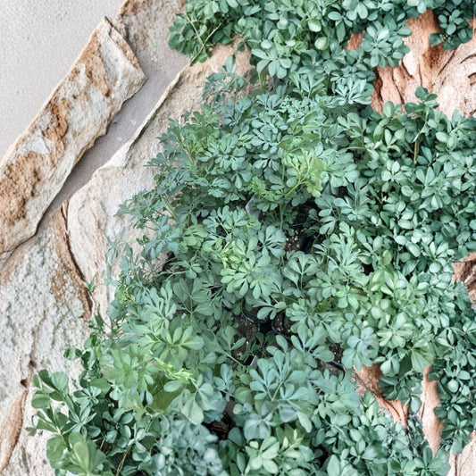 Rue Plant (Ruda) Live Herb – Ruta graveolens | 3.5 Inch Pot | Drought Tolerant Herb Plant | Aromatic Garden Plant
