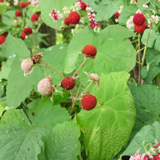 Thimbleberry Live Plant – 4" Pot | 3–4" Tall | Rubus parviflorus | Native Berry Shrub | Red Edible Berries | Woodland & Wildlife Garden Plant | Zones 3–9