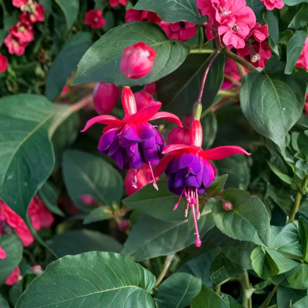 Fuchsia 'Dollar Princess' – Live Starter Plant | Well Rooted Hardy Fuchsia | Pink & Purple Double Blooms | Container & Hanging Basket Plant