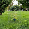 Salix sachalinensis 'Sekka' – Japanese Fantail Willow Live Plant | 2 Gallon Pot | Unique Crested Branches | Ornamental Accent Tree | Easy to Grow