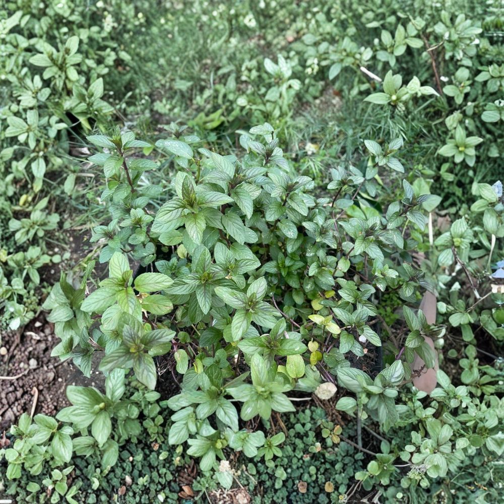 Organic Peppermint Live Rooted Cuttings | 6 Fresh Plants | 4–10 Inches Long | Culinary & Medicinal Herb | Easy to Grow