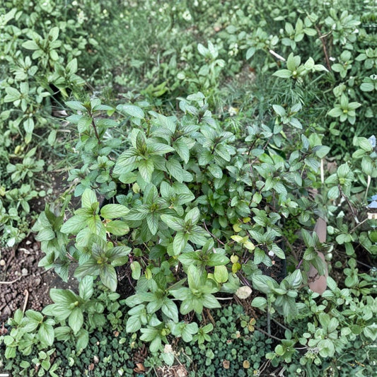 Organic Peppermint Live Rooted Cuttings | 6 Fresh Plants | 4–10 Inches Long | Culinary & Medicinal Herb | Easy to Grow