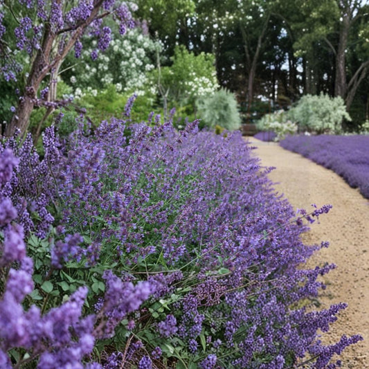 Organic Catnip – Nepeta cataria Live Dormant Plant | 4 Inch Pot | Bare Root | Perennial Herb for Cats & Pollinators