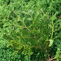 Thuja occidentalis 'Nigra' – Dark Green Arborvitae Live Plant | Quart Pot | Evergreen Privacy Tree | Dense Upright Screen | Hardy Landscape Favorite