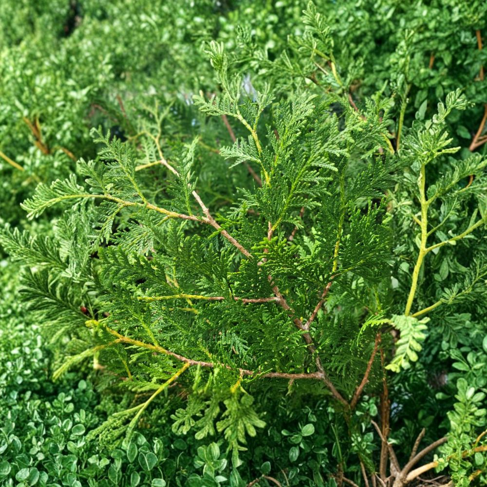 Thuja occidentalis 'Nigra' – Dark Green Arborvitae Live Plant | Quart Pot | Evergreen Privacy Tree | Dense Upright Screen | Hardy Landscape Favorite
