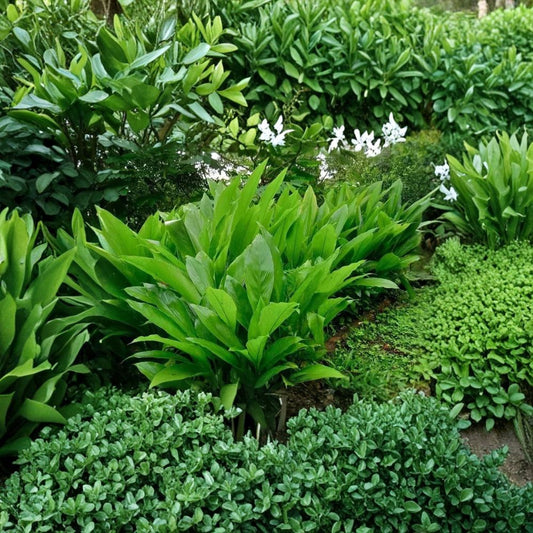 Organic Yellow Turmeric Live Plant – Curcuma longa | 5–10 Inch Starter | Edible Ginger Root | Culinary Herb | Free Shipping