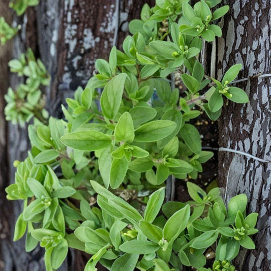 Italian Oregano Live Plant – Origanum vulgare | Culinary Herb Starter | Fresh Mediterranean Herb | Edible Herb Garden | Indoor & Outdoor Growing