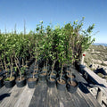 Shinko Asian Pear Tree – Pyrus pyrifolia Live Fruit Tree | 4–6 Feet Tall | Includes Healthy Root System | Backyard Orchard Friendly | Sweet Crisp Pears