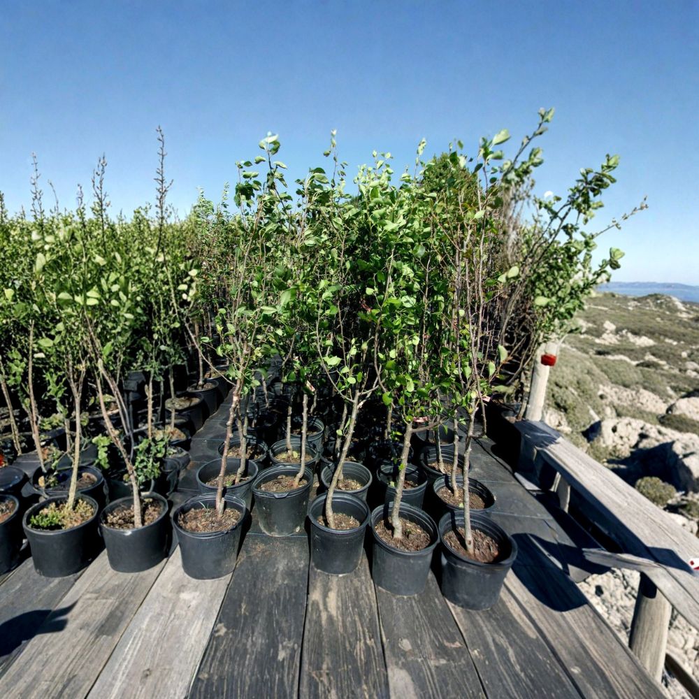 Shinko Asian Pear Tree – Pyrus pyrifolia Live Fruit Tree | 4–6 Feet Tall | Includes Healthy Root System | Backyard Orchard Friendly | Sweet Crisp Pears