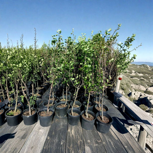 Shinko Asian Pear Tree – Pyrus pyrifolia Live Fruit Tree | 4–6 Feet Tall | Includes Healthy Root System | Backyard Orchard Friendly | Sweet Crisp Pears