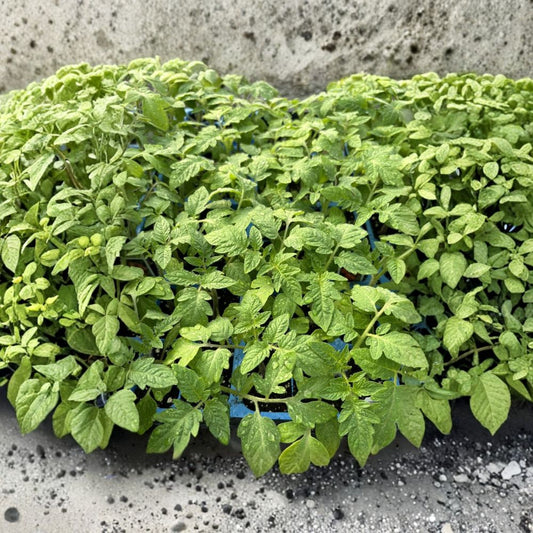 San Marzano Tomato – 3 Live Plants | 6–10 Inches Tall | 60+ Days Old | Paste Tomato | Sauce Garden Starter