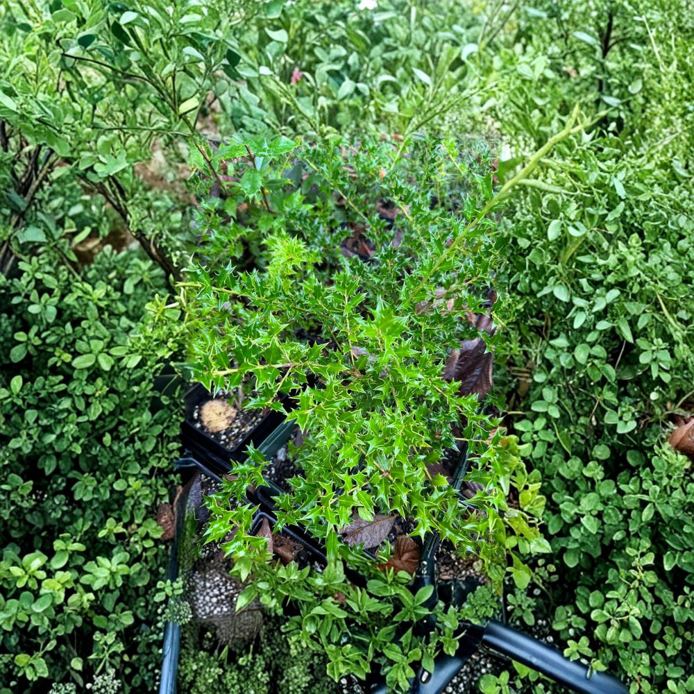 Carolina Cone Holly – Live Evergreen Privacy Tree | Quart Pot Plant | Ilex x ‘Carolina Cone’ | Columnar Holly with Red Berries