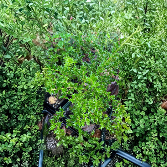 Carolina Cone Holly – Live Evergreen Privacy Tree | Quart Pot Plant | Ilex x ‘Carolina Cone’ | Columnar Holly with Red Berries